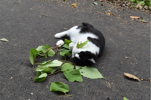 Feline licking and chewing