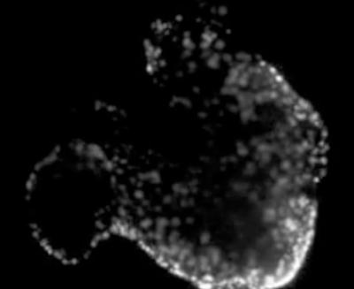 Fluorescently Labeled Chicken Embryo Heart