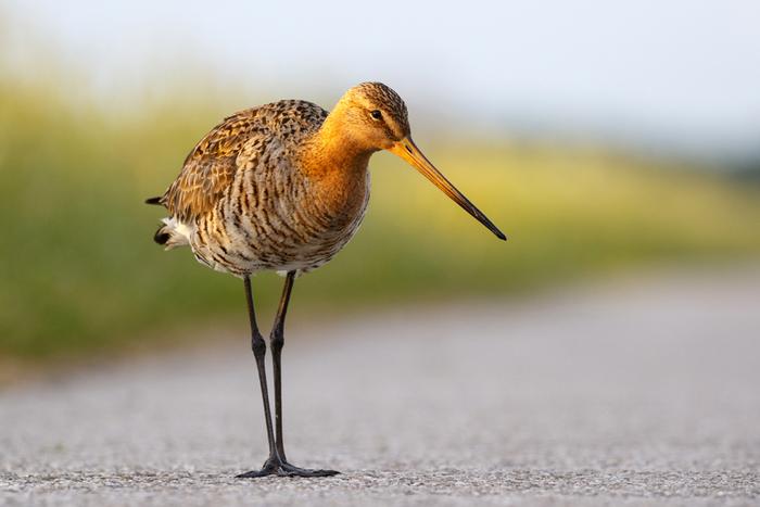 Black-tailed godwits benefit from targeted measures to shape their habitat in protected areas.