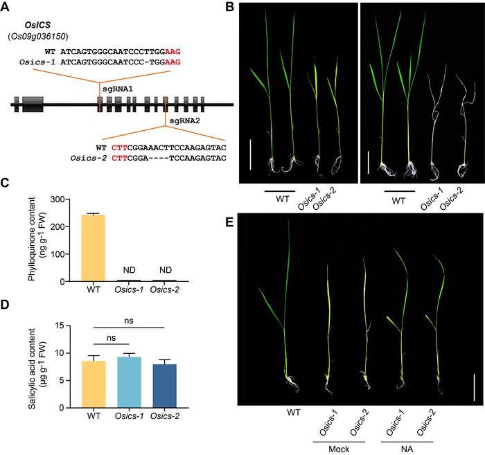 Isochorismate synthase is required for phylloquinone, but not salicylic acid biosynthesis in rice