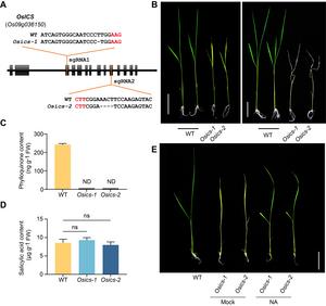 Isochorismate synthase is required for phylloquinone, but not salicylic acid biosynthesis in rice