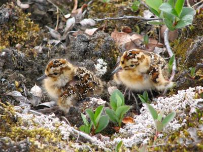 Why Arctic Shorebirds Go the Distance