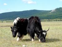 Seven Animal Species Are Milked in Mongolia Today