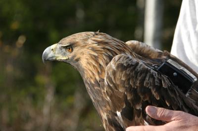 Golden Eagle