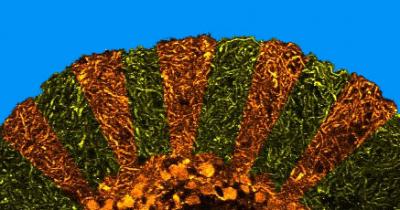 Pukinje Cell Sunrise