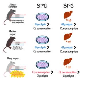 Mouse stem cells reflect cold resistance levels seen in live animals and in organ tissue