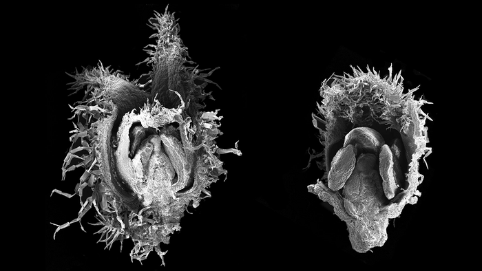 Wild-type groundcherry and a huskless version