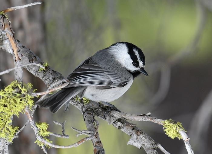 Mountain chickadee