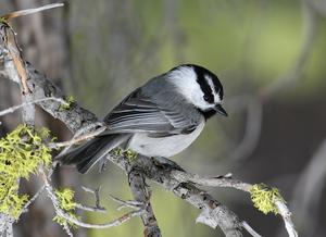 New chickadee research finds cognitive skills | EurekAlert!