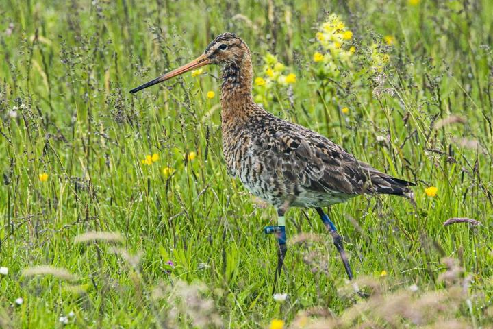 Black tailed godwit