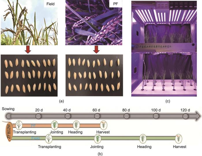 The PF speed-breeding system for rice seeds.