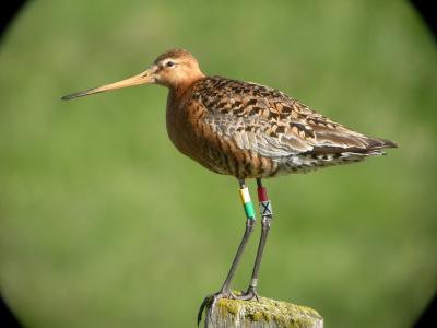 Icelandic Black-Tailed Godwit