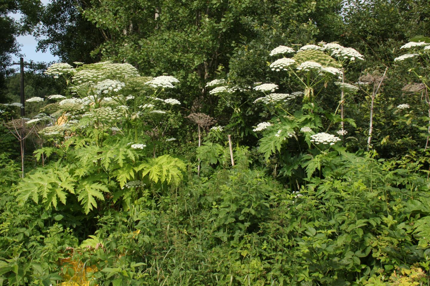 Queen Anne's Lace