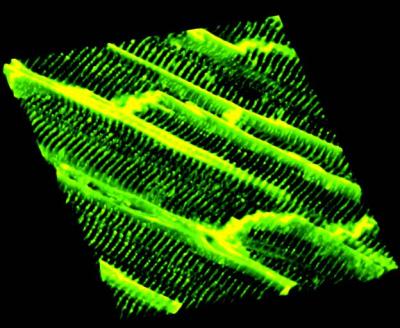 T-Tubule Network in Heart Muscle