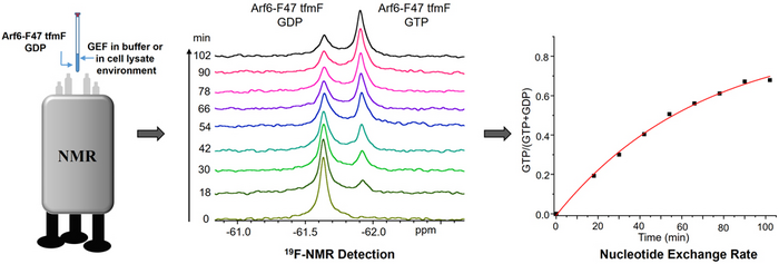 Rapid Method to Detect Arf6 Guanine Nucleotide Exchange Factor (GEF) Activity