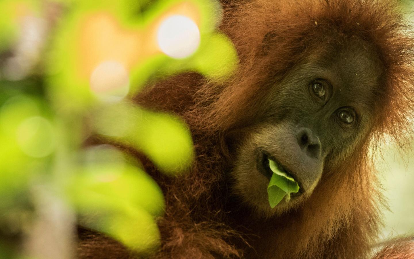 Orangutan (2 of 3)