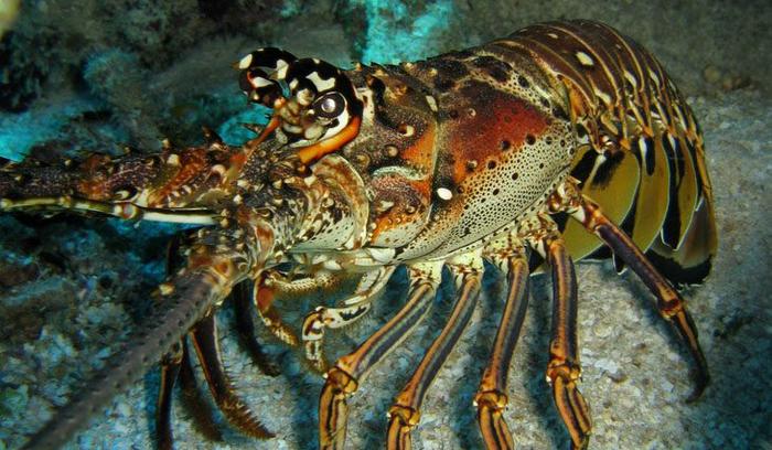 Caribbean Spiny Lobster