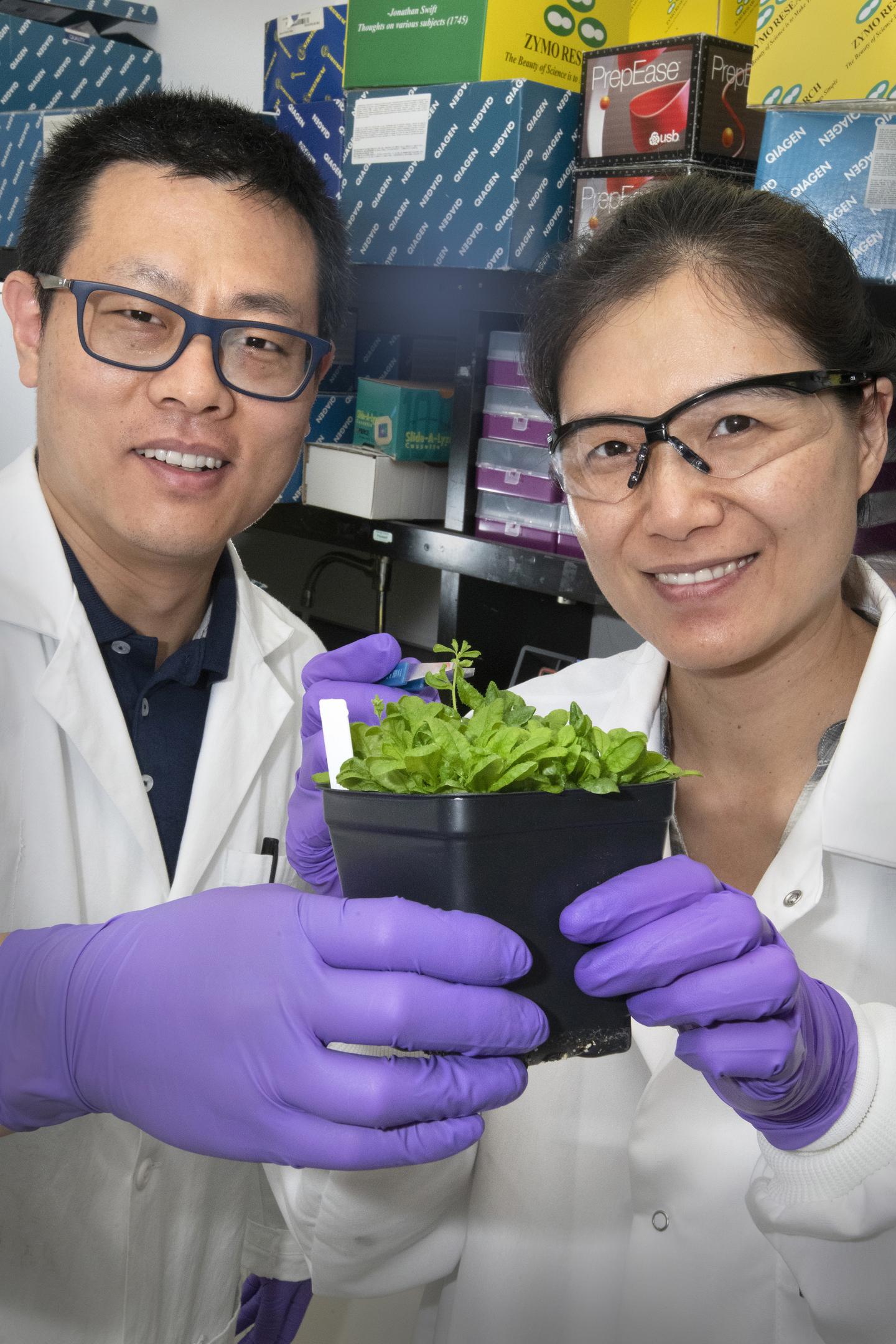 Lead Authors of Plant Oil Study