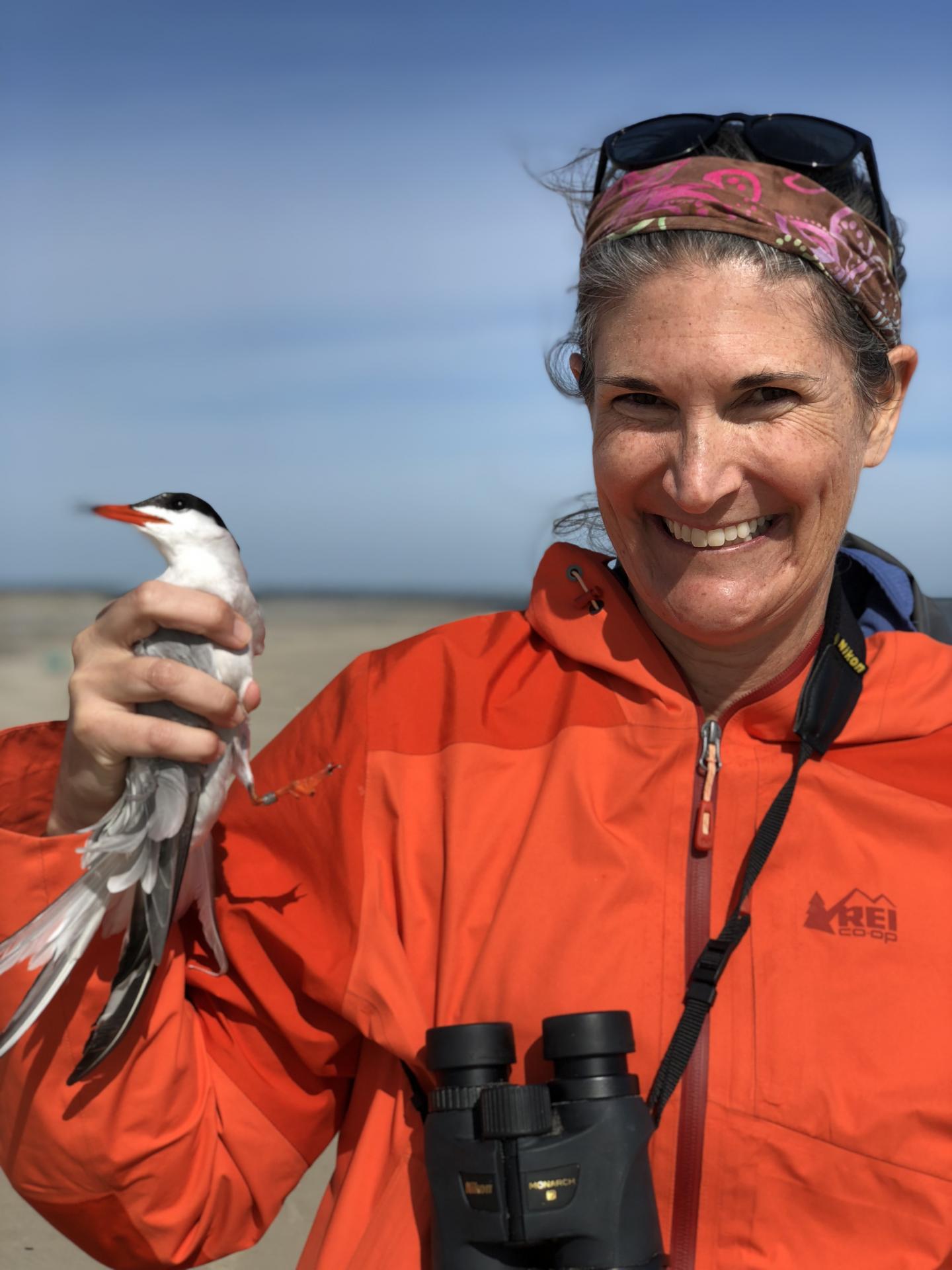 Maxwell with Common Tern