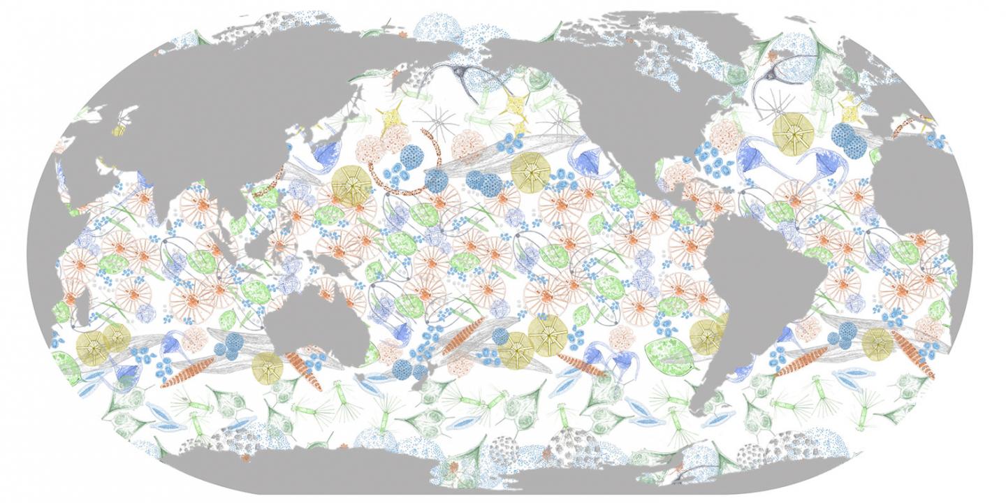 Worldwide Plankton Diversity