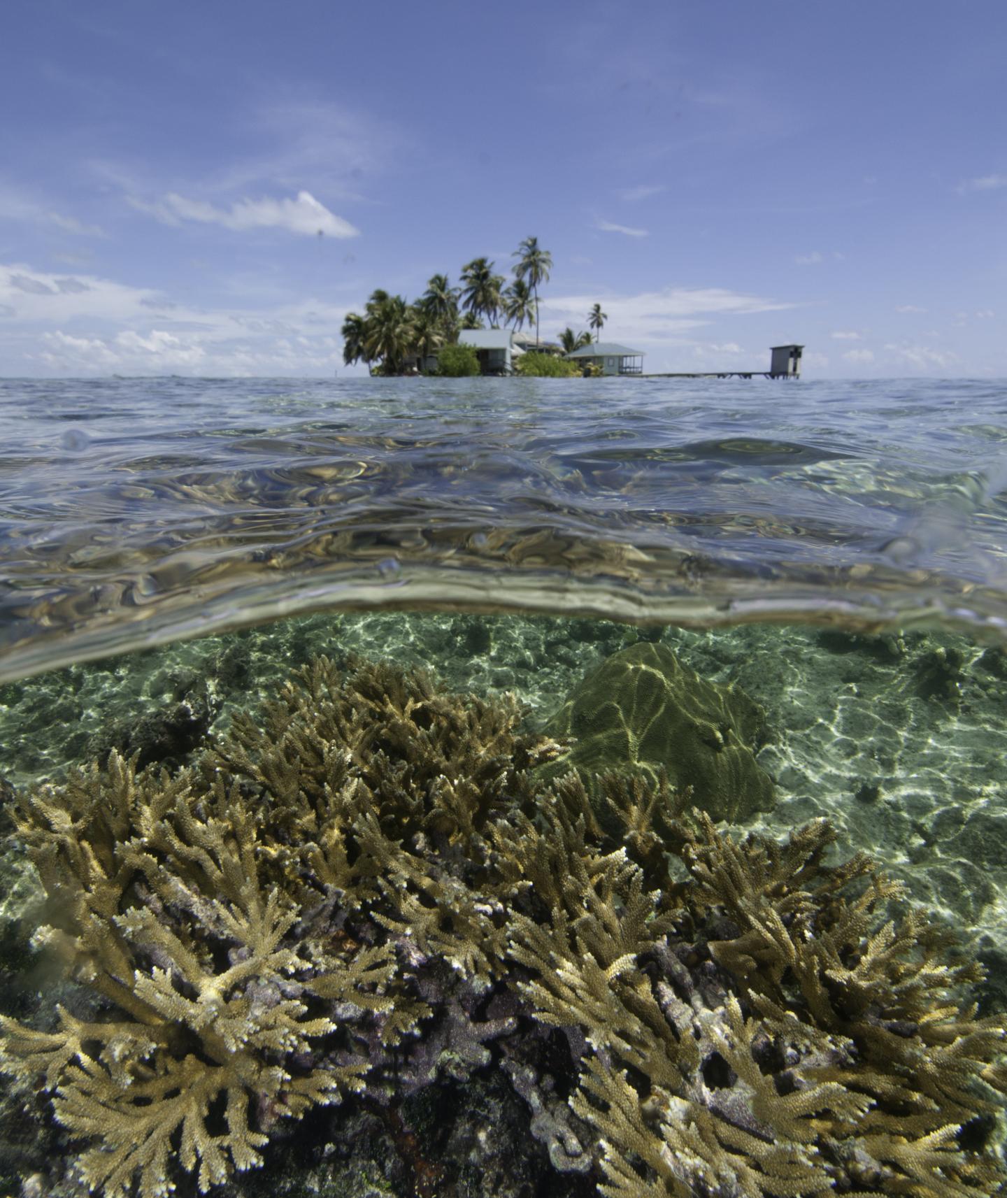 Hybrid <i>Acropora prolifera</i> (2 of 2)