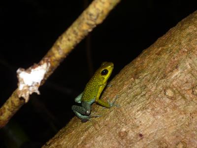 Green Poison-Dart Frog Varies Mating Call to Suit Situation (1 of 2)