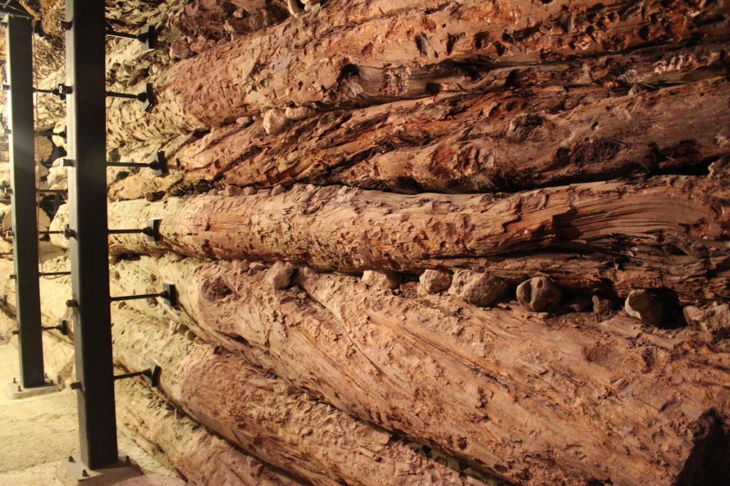 Ancient Juniper Trees Make up the Walls of a Tomb