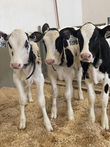 healthy calves undergoing a health exam