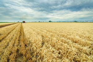 Wheat field