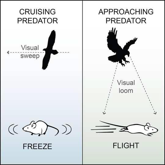 Researchers Discover What Makes Mice Freeze or Flee