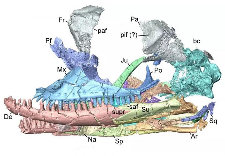 Ct Reconstruction Of Lizard Sk Image Eurekalert Science News Releases