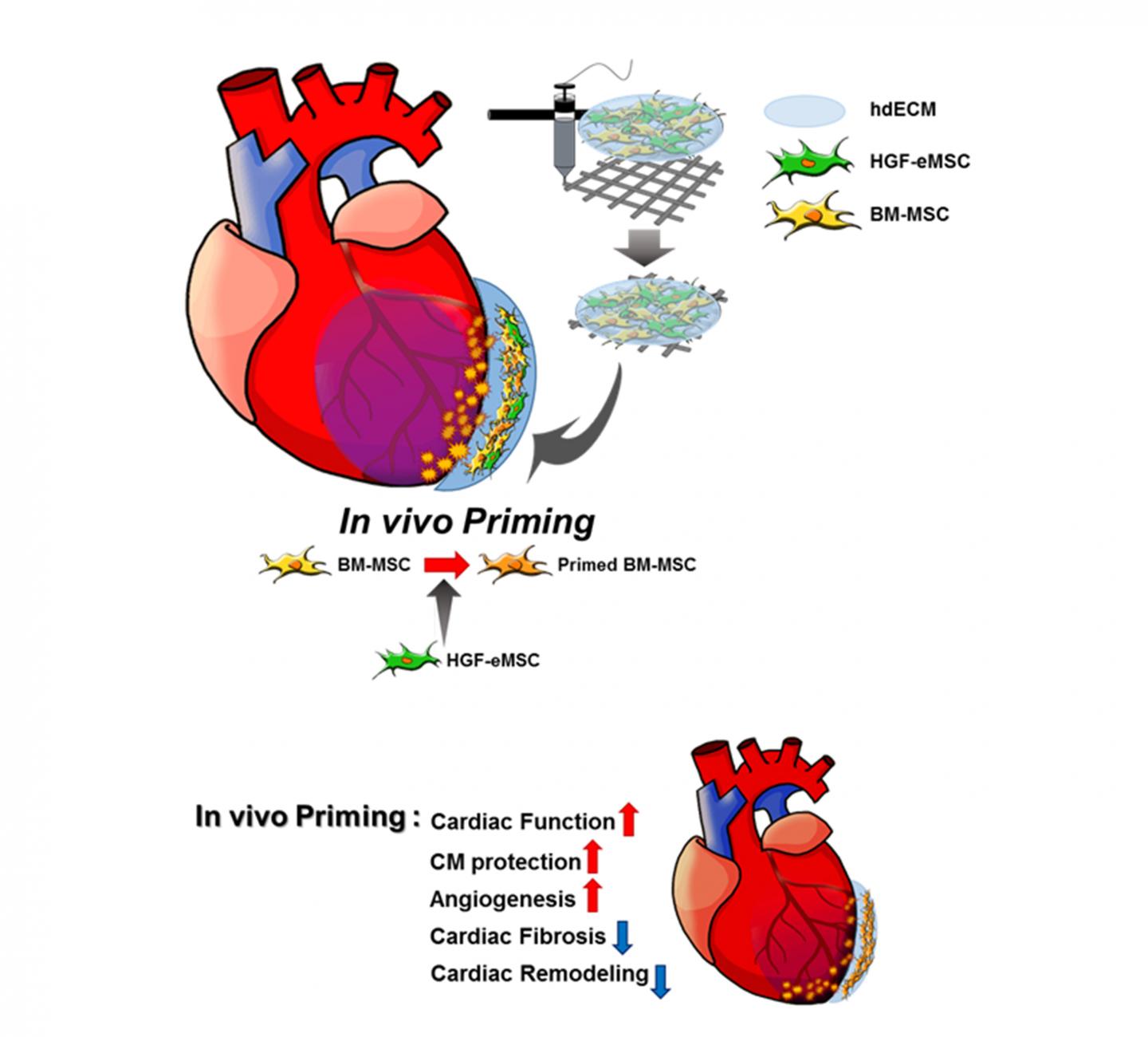 Schematic Diagram In Vivo Priming