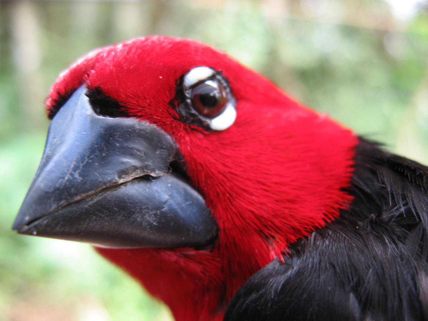 'Mega' Morph of Black-Bellied Seedcrackers (<i>Pyrenestes ostrinus</i>)