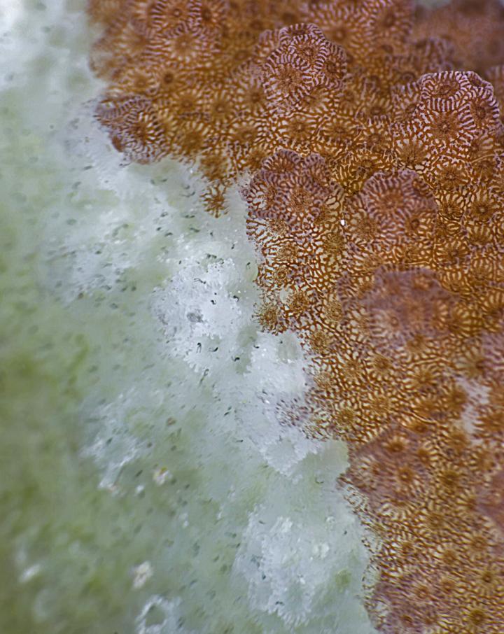Partial Bleaching of Coral
