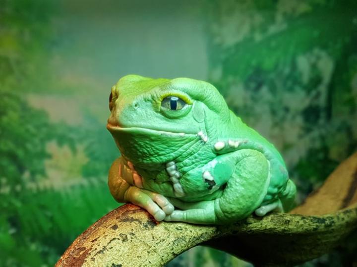 Waxy Monkey Frog