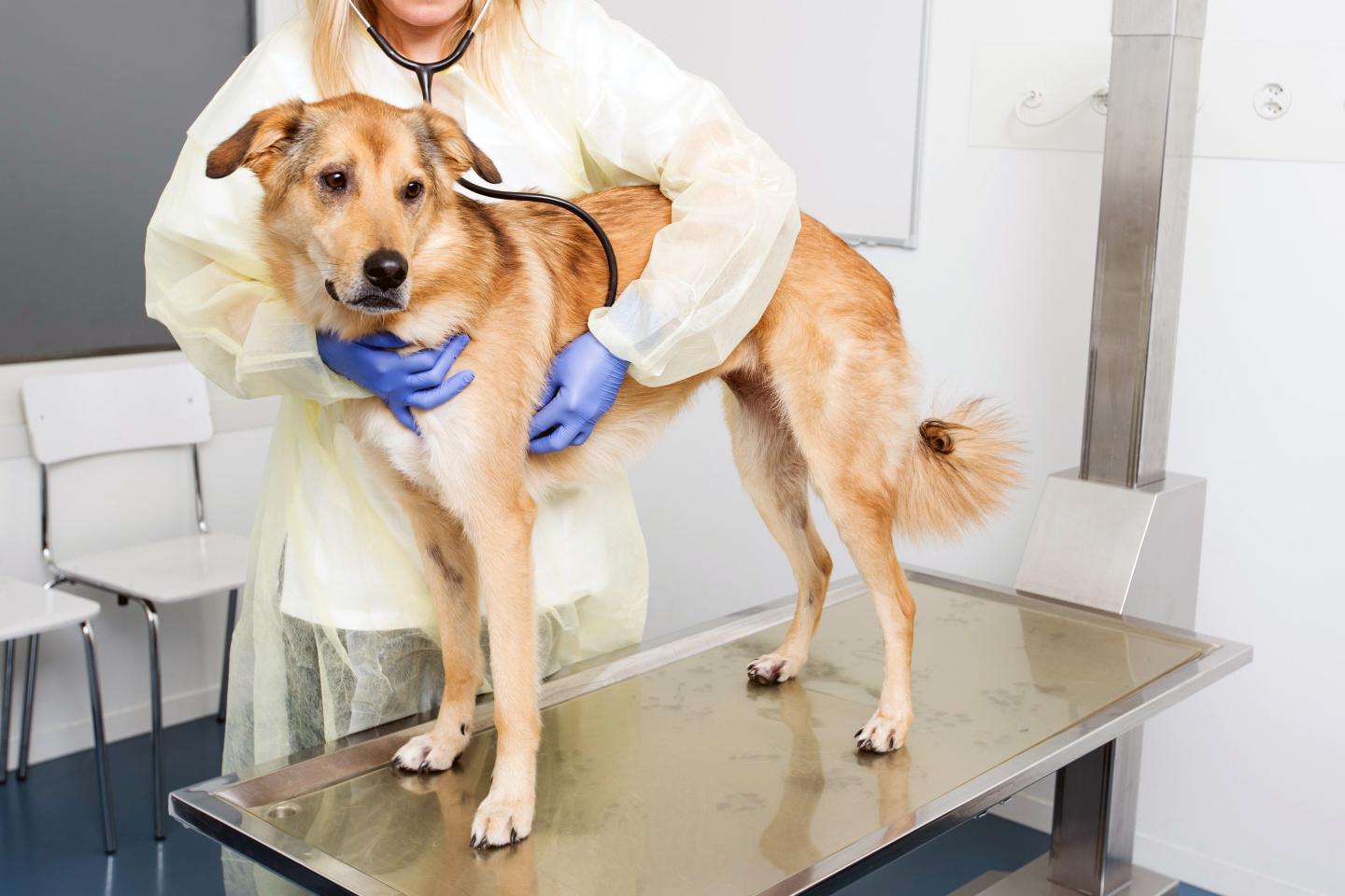 Dog Patient Being Examined