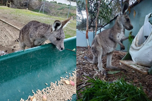 Soft food diet increases risk for captive kangaroos released into wild