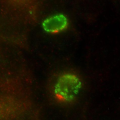 Bacterial and Host Cell Proteins Interact to Regulate Chlamydia's 'Exit Strategy'