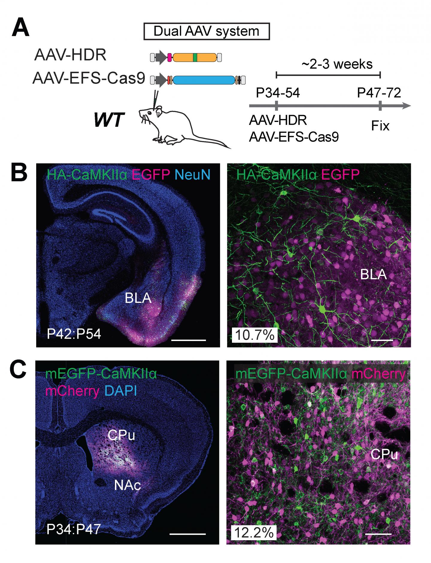 Dual AAV Systems for HDR-Mediated Genome Editing in Vivo