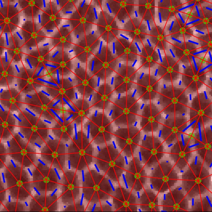 Epithelial Cells during Dramatic Tissue Flows in the Drosophila Embryo