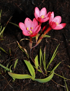 New species of iris discovered in the Langeberg, South Africa