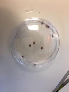 Colored Ticks