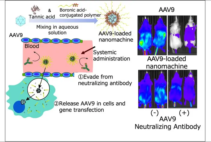 Illustration of AAV-loaded nanomachine containing wine components