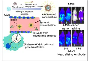 Illustration of AAV-loaded nanomachine containing wine components