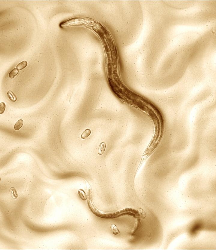 <em>Caenorhabditis elegans</em>