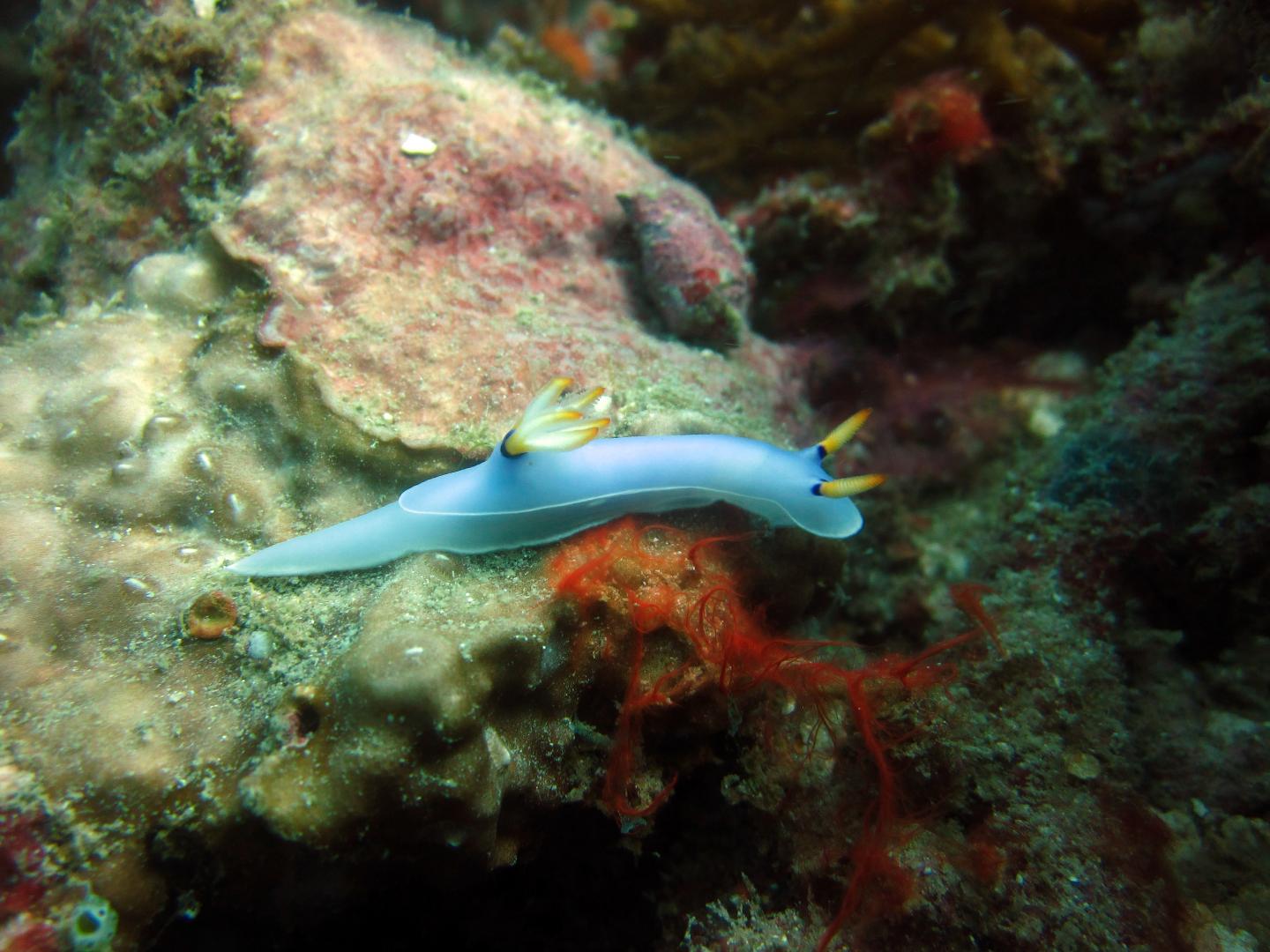 A New Species of Sea Slug