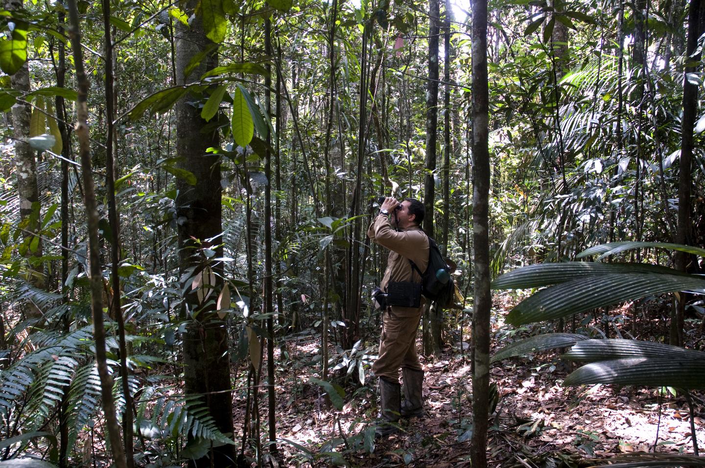 Paleoclimate Patterns Underpin Origin (and Extinction) of Amazonian Biodiversity (5 of 15)