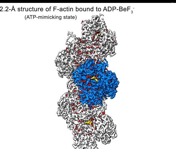 2.2 Å structure of F-actin bound to ADP-BeF3. (ATP-mimicking state).