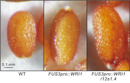 Enlarged Seeds of the Transgenic Plants