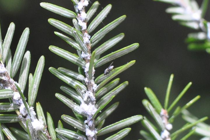 Silver Fly on Hemlock Branch Infested with Hemlock Woolly Adelgid